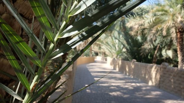Day trip from Abu Dhabi: The cool oasis of Al Ain